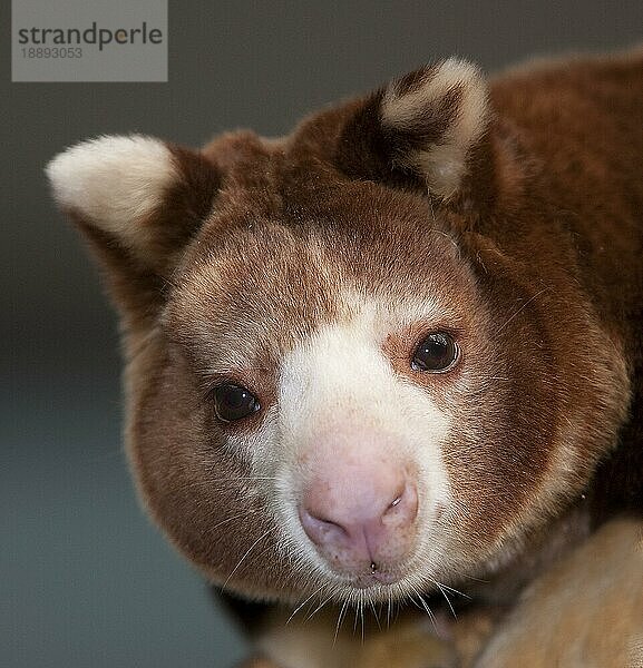 Matschie's Baumkänguru (dendrolagus matschiei)  Portrait eines Erwachsenen