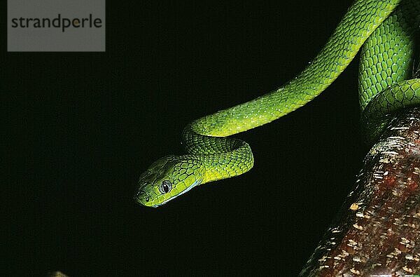 GRÜNE Nachtbaumnatter (boiga) cyanea  ERWACHSENE  THAILAND