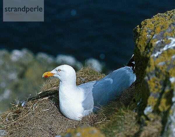 HERRINGMÖWE (larus argentatus)  ERWACHSENER AUF NEST  BRITTANIEN