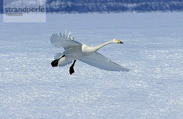 WEBSCHWANEN (cygnus cygnus)  ERWACHSENER IM FLUG  HOKKAIDO INSEL IN JAPAN