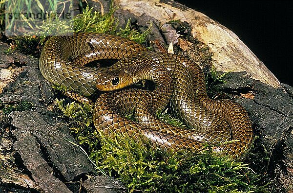 Indo Chinese Rat Snake (ptyas korros)  Erwachsener