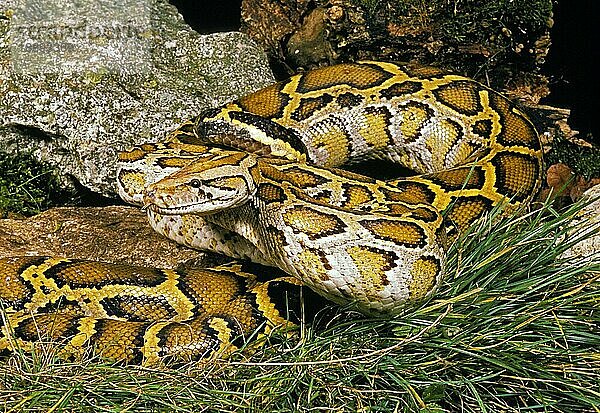 Indischer Python (python molurus)  Erwachsener
