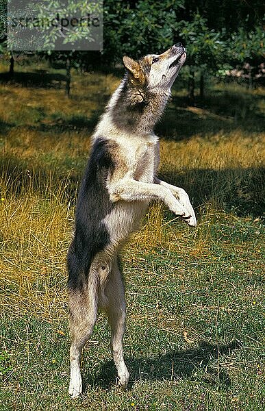 Grönlandhund  erwachsen  springend  auf den Hinterbeinen stehend