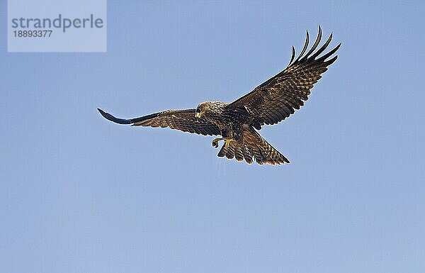 Schwarzmilan (milvus migrans)  Erwachsener im Flug gegen blauen Himmel