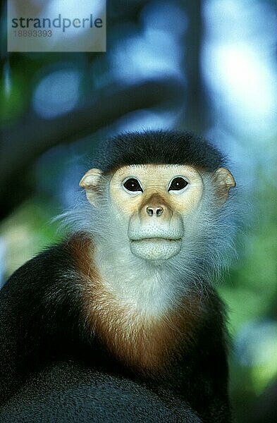 Kleideraffe (pygathrix nemaeus) Affe  Portrait eines Erwachsenen