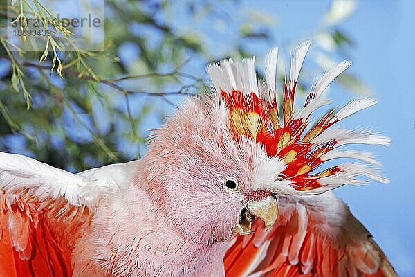 PINKES KAKAATO ODER MAJOR MITCHELL'S KAKAATO (cacatua leadbeateri)  ERWACHSENER  KOPFNAHRICHTUNG