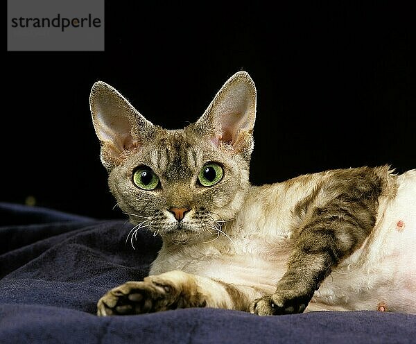 Devon Rex Hauskatze  Erwachsene liegend gegen schwarzen Hintergrund