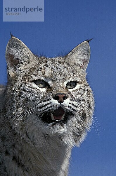 Bobcat (lynx rufus)  Porträt eines Erwachsenen gegen blauen Himmel  Kanada  Nordamerika