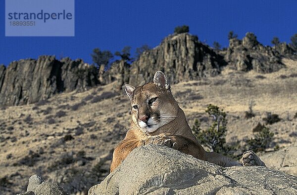 Puma (puma concolor)  ERWACHSENER AUF FELSEN STEHEND  UMZUSCHAUEN  MONTANA