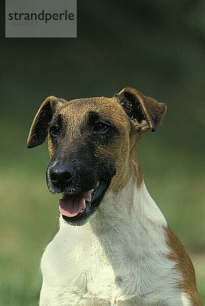 Smooth Fow Terrier Hund  Portrait eines Erwachsenen