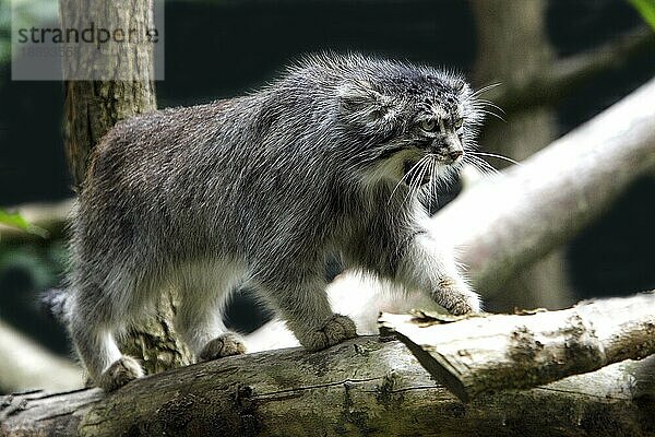 MANUL- (Otocolobus manul) ODER PALLAS-KATZE  ERWACHSENER AM BRANCH