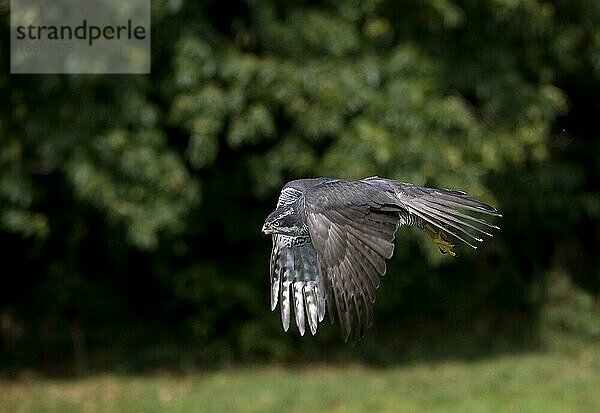 GOSHAWK (accipiter gentilis)  ERWACHSENE IM FLUG  NORMANDY IN Frankreich