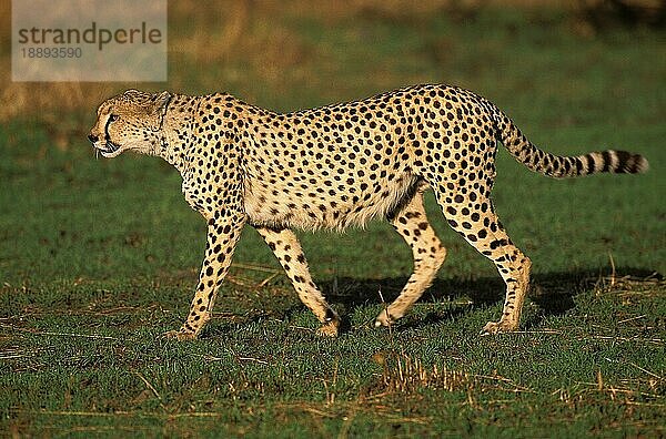 Gepard (acinonyx jubatus)  ERWACHSENER AUF GRAS STEHEND  KENIA