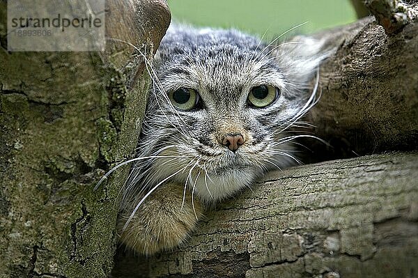 Manul (otocolobus manul) oder Pallas-Katze  Portrait eines Erwachsenen