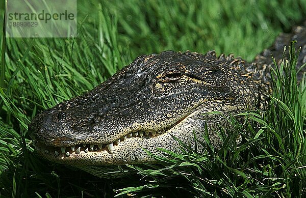 Australisches Leistenkrokodil (crocodylus porosus) oder Mündungskrokodil  Porträt eines Erwachsenen  Australien  Ozeanien