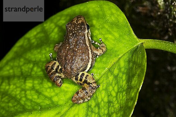 GIFT-SCHWARZFROSCH colostethus infraguttatus  ERWACHSENER AM BLATT  ECUADOR