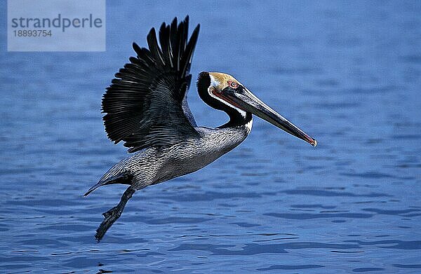 Brauner Pelikan (pelecanus occidentalis)  Erwachsener im Flug  Perou