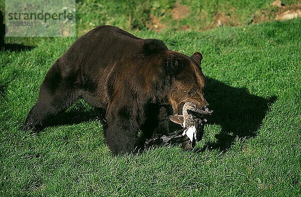 BRAUNBÄR (ursus arctos)  ERWACHSENER MIT MÄLLER IM MÄULCHEN