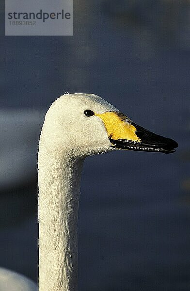 Singschwan (cygnus cygnus)  PORTRAIT EINES ERWACHSENEN  HOKKAIDO INSEL IN JAPAN