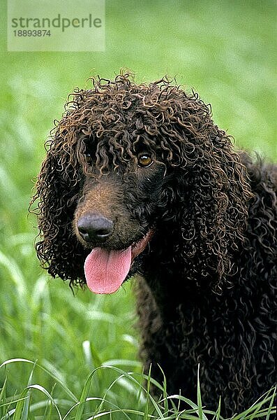 Irish Water Spaniel  Porträt eines erwachsenen Hundes