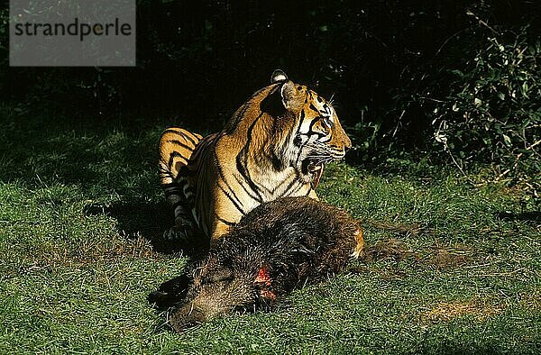 Sumatra-Tiger (panthera tigris sumatrae)  ERWACHSENER FÜLLT WILDBOAR