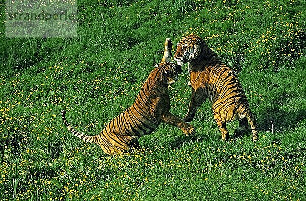 Bengalischer Tiger (panthera tigris tigris)  Erwachsene im Kampf