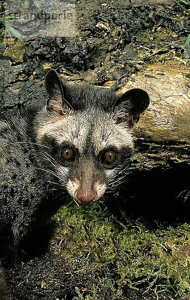 KLEINER SPOTTED GENET (genetta genetta)  KOPF DES ERWACHSENEN