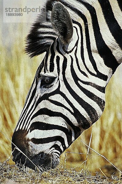 BURCHELL'S ZEBRA (equus burchelli)  PORTRAIT EINES ERWACHSENEN  KENYA