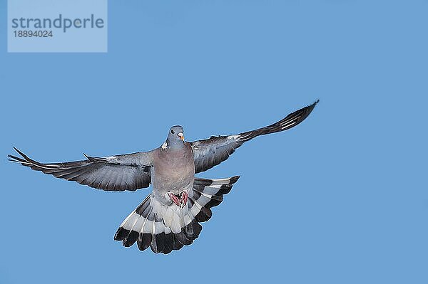 Ringeltaube (columba palumbus)  Erwachsener im Flug gegen blauen Himmel