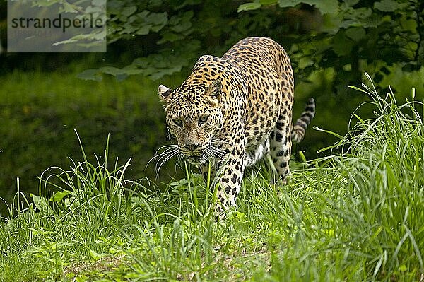 Sri Lanka Leopard (panthera pardus kotiya)  Erwachsener auf Gras laufend