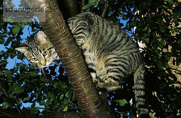 Europäische braun gestromte Hauskatze  erwachsen stehend im Baum