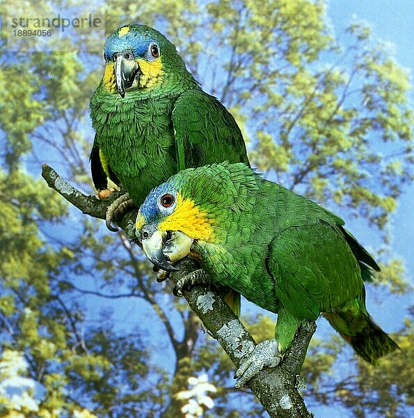 Orangeschwingen-Papagei (amazona amazonica)  Erwachsene auf Ast