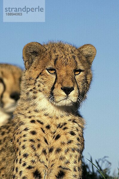 Gepard (acinonyx jubatus)  Porträt eines Erwachsenen  Masai Mara Park in Kenia