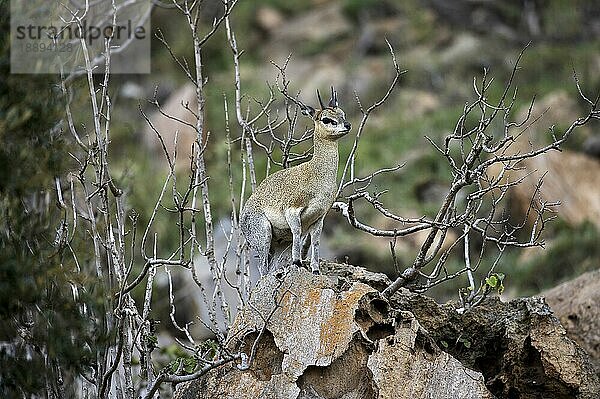 Klippspringer (oreotragus oreotragus)  Erwachsener auf Felsen  Hell's Gate Park in Kenia