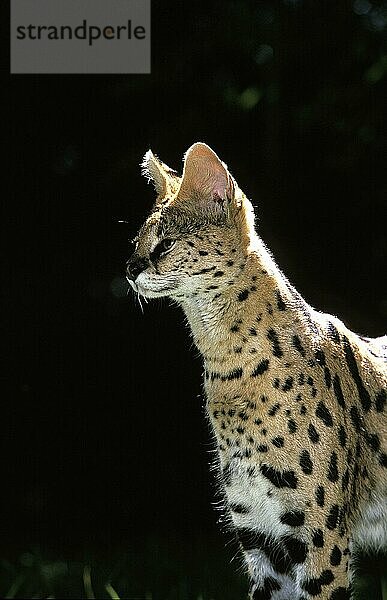 SERVAL (leptailurus serval)  ERWACHSENER