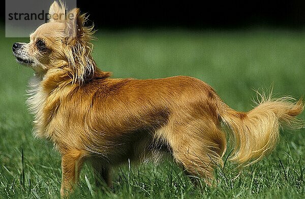 CHIHUAHUA-HUND  ERWACHSEN  STEHEND IM GRAS