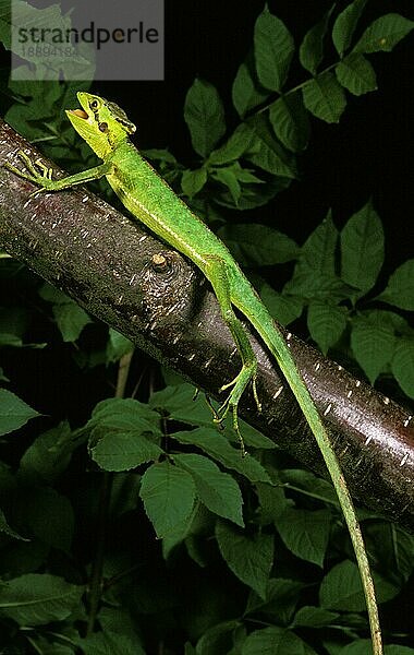 Kaskenkopfleguan  laemanctus longipes  Erwachsener auf Ast