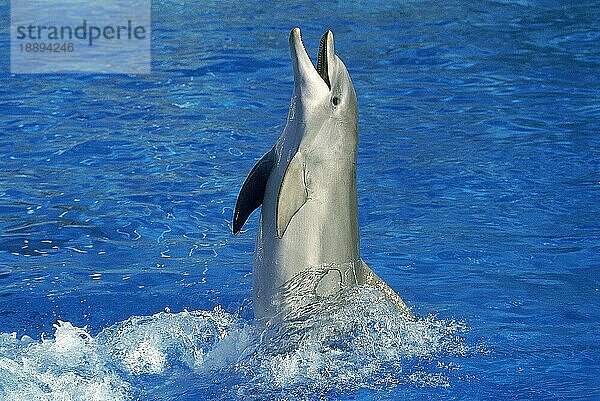 Großer Tümmler (tursiops truncatus)  ERWACHSENER beim SPIELEN AUS DEM WASSER  HONDURAS