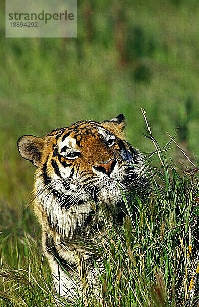 Sibirischer Tiger (panthera tigris altaica)  Portrait eines Erwachsenen