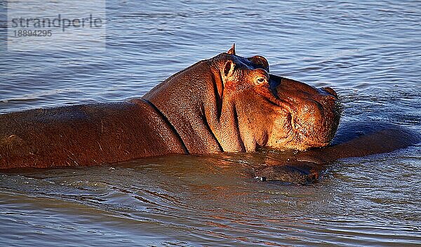 Hippo im Morgenlicht im South Luangwa Nationalpark  Sambia  Hippo in the morning light at South Luangwa  Zambia  Afrika