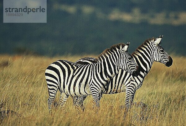 Burchell's Zebra (equus burchelli)  Erwachsene in Savanne  Kenia  Afrika