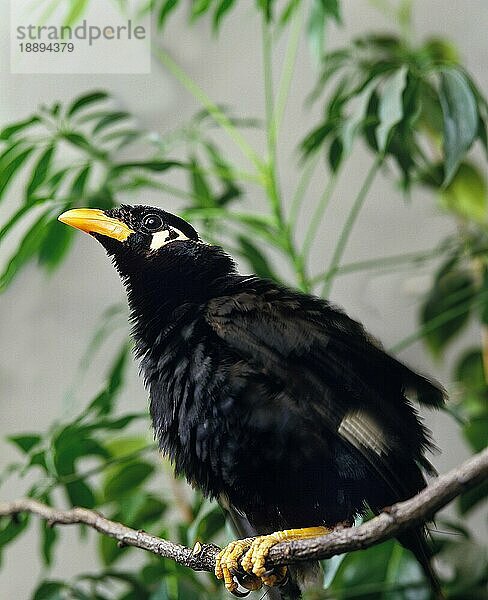 Beo (gracula religiosa)  ERWACHSENER AUF BRANCHEN