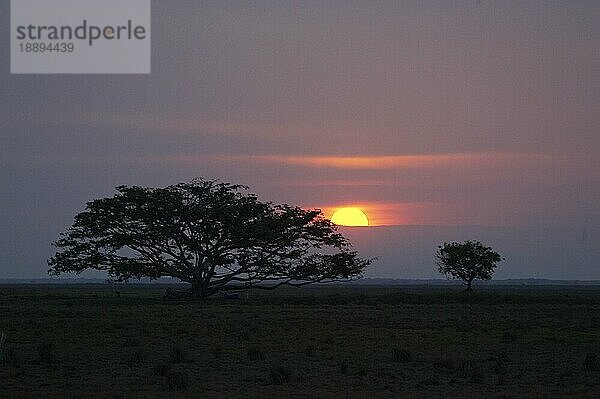 Sonnenuntergang mit Silhouette von Bäumen  Pampa  Los Lianos in Venezuela