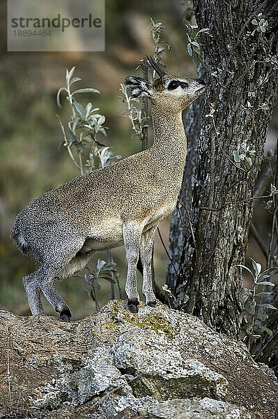 Klippspringer (oreotragus oreotragus)  Erwachsener auf Felsen  Hell's Gate Park in Kenia