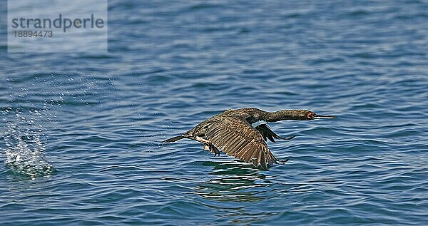 Guanayscharbe  Phalacrocorax bougainvillii  Erwachsener im Flug  Ballestas-Inseln im Paracas-Nationalpark  Peru  Südamerika