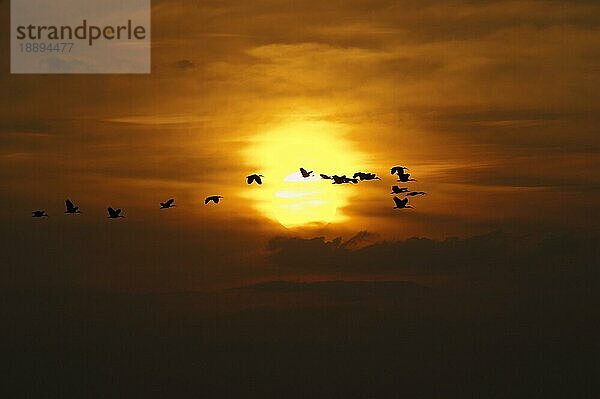 Scharlachsichler (eudocimus ruber)  Gruppe im Flug bei Sonnenuntergang  Los Lianos in Venezuela