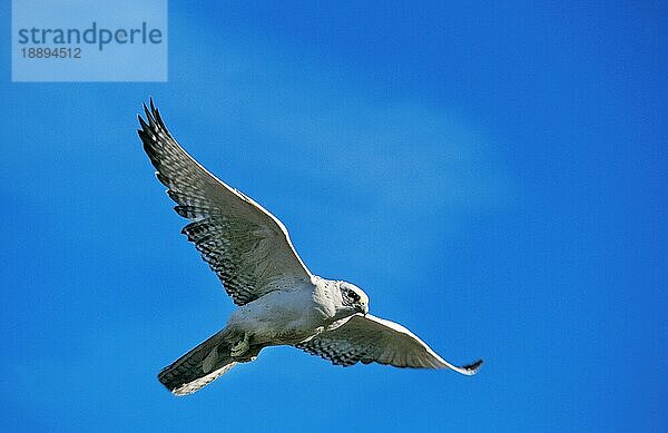 GYRFALKE (falco rusticolus)  ERWACHSENER IM FLUG  KANADA