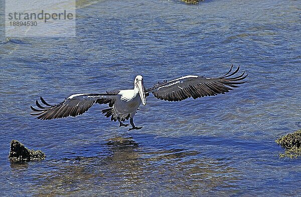 AUSTRALISCHER PELIKAN (pelecanus conspicillatus)  ERWACHSENE LANDUNG AUF WASSER  AUSTRALIEN