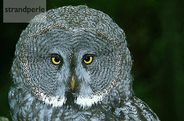 Steinkauz (strix nebulosa)  Porträt eines Erwachsenen