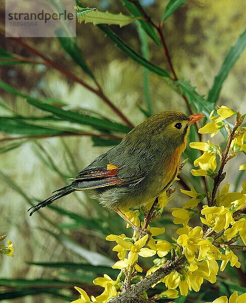 Sonnenvogel (leiothrix lutea)  ERWACHSENE MIT BLÜTEN